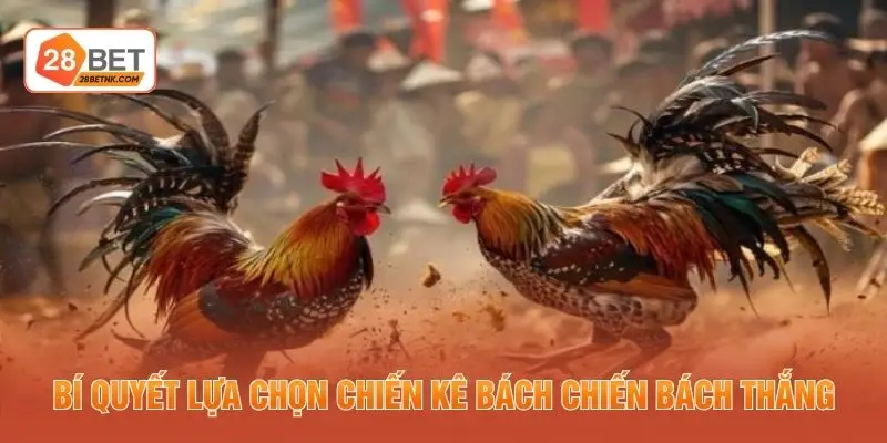 Bí quyết lựa chọn chiến kê bách chiến bách thắng